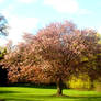 Spring Blossom at Hever Castle