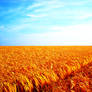 Fields of Saturated Gold