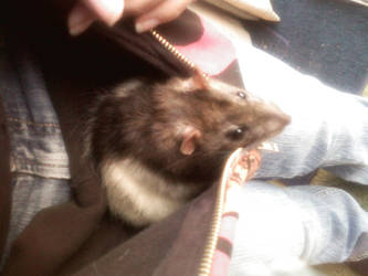 My Rat