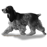 English Cocker Spaniel