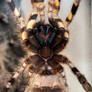 Deirdre - P.regalis (Indian Ornamental Tarantula)