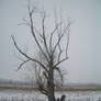 Tree_2_Stock