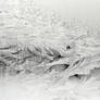 Winter Frost Pattern Texture