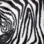 Zebra Fur_Texture