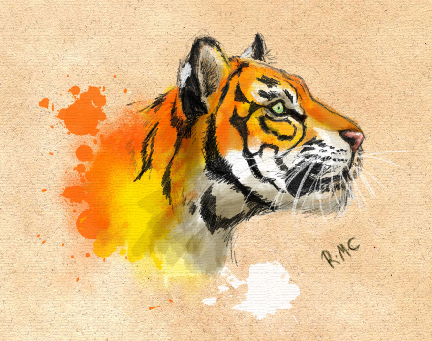 Tiger sketch