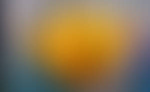 Yellow tulip