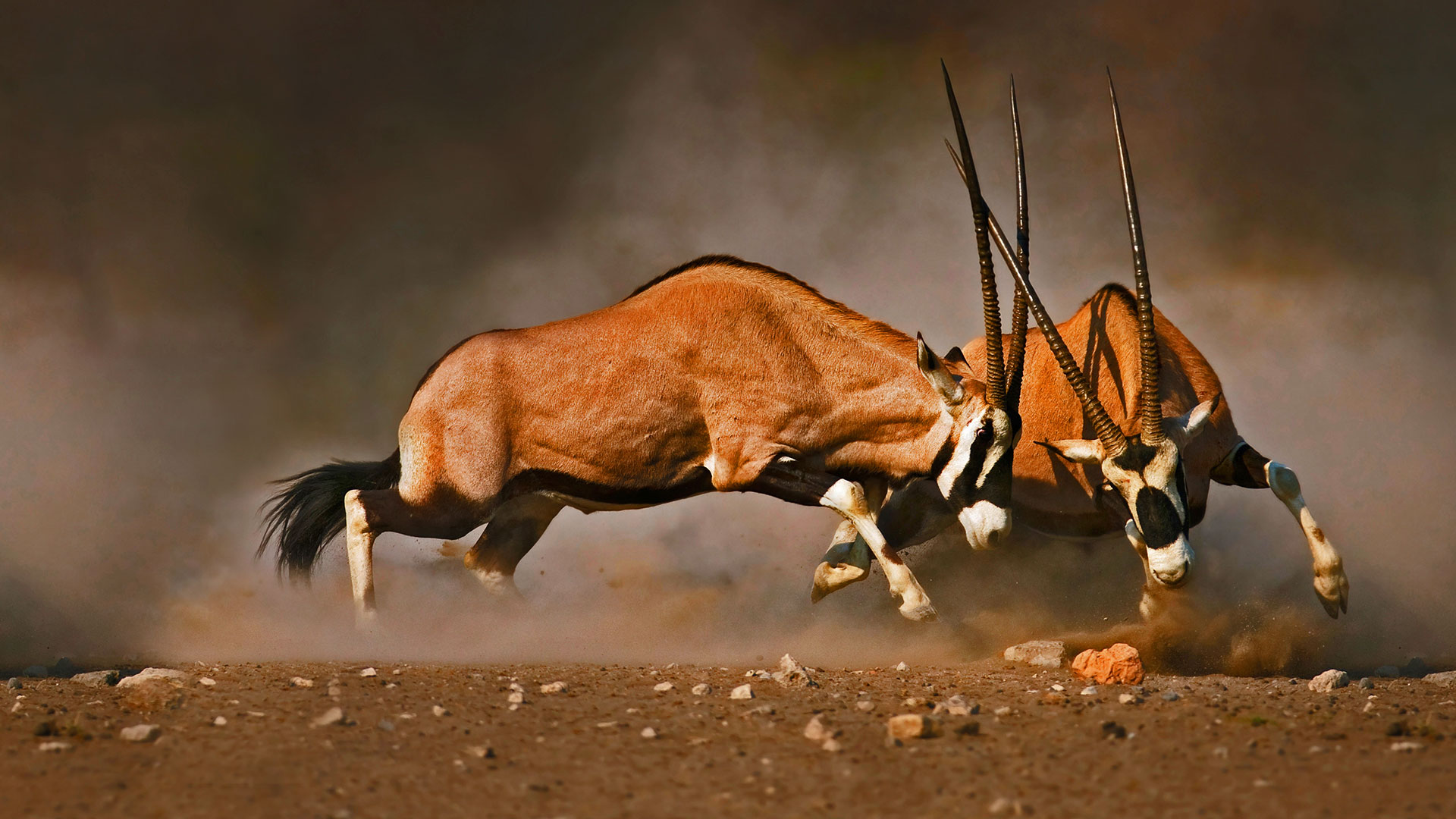 Male gemsboks clash at Etosha National Park,