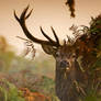 Richmond park of red deer, the United Kingdom,