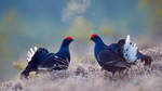 Black Grouse Males, Bergslagen, Sweden by BalochDesign