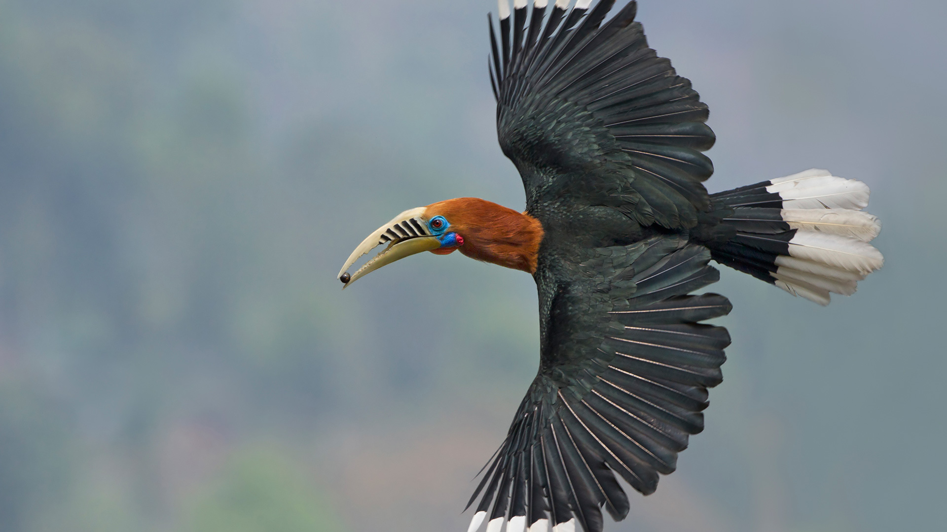 Rufous-necked Hornbill flying in Darjeeling