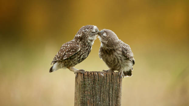 Burrowing Owl Chicks