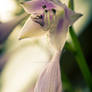 Lovely Lilies