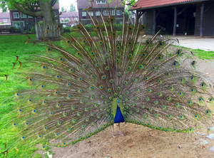 Peacock_ Feathers