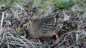 Mallard, female