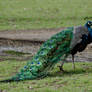 Graceful peacock