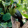 White-cheeked Turako Tauraco