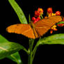 Orange butterfly