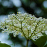 White flower