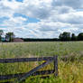 Meadow with wild flowers