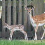 Roe goat with calf