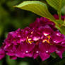 Hydrangea red