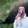 White beltsville turkey