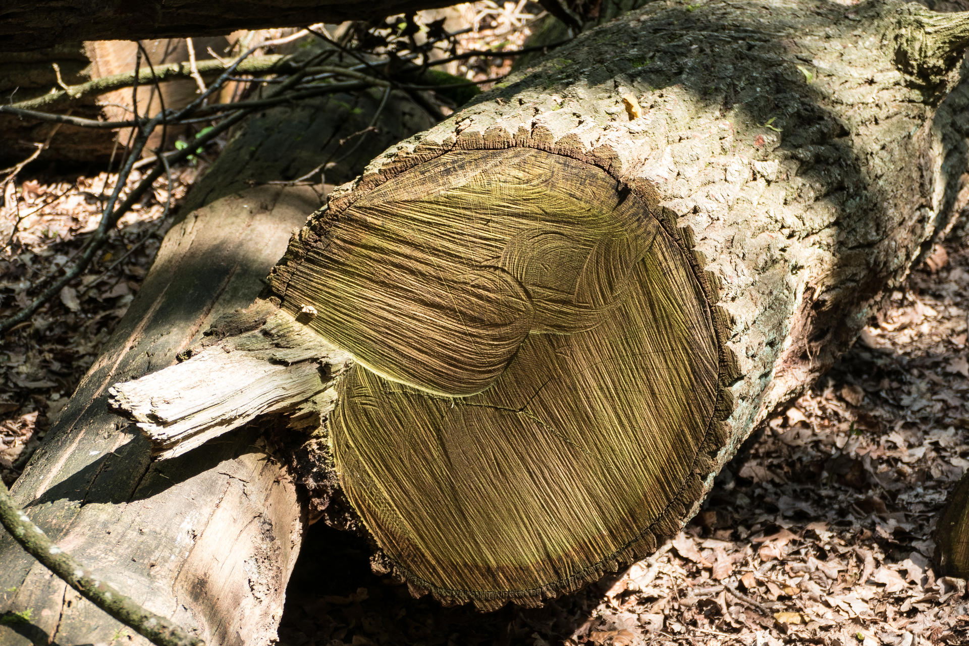 tree grain by chetje on DeviantArt