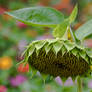 Sunken sunflower