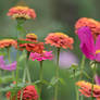 Colorful wildflowers