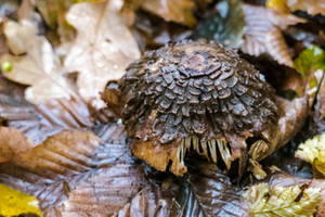 Dark brown mushroom