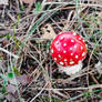 Small red with white dots