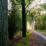 Autumn forest path with sun rays