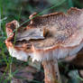 Amanita rubescens