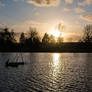 Cormorant at sunset