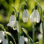 Snowdrop flowers