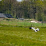 Stork chases other birds