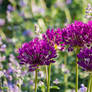 Pink wildflowers_ for mother's day