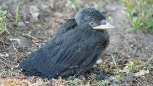 Very young crow or raven