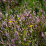 Purple Heather in bloom with yellow herb or flower