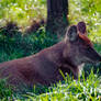 Asiatic Wild Dog Cuon alpinus