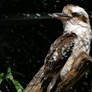 The laughing kookaburra Dacelo novaeguineae