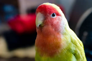 Hi I'm a lovebird