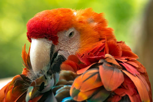 Young macaw