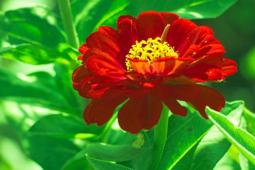 Zinnia chrysogonum peruvianum