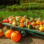 Pumpkin and gourds time