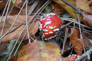 The Enchantment of Red with White Dots