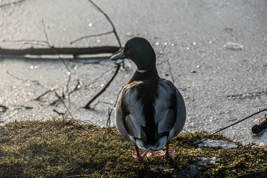 Mallard in winter