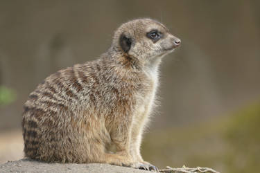 Meerkat