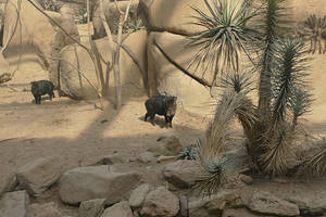 Collared peccary