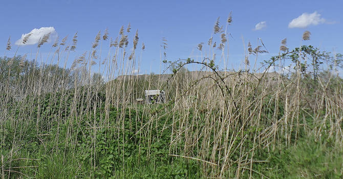 Reeds along the field